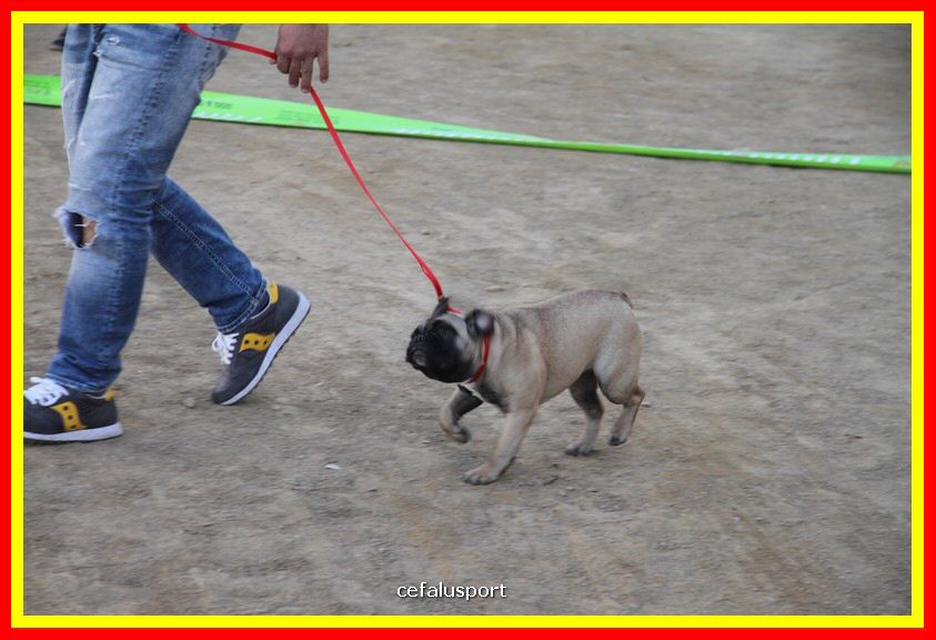 180311 mostra_canina 111.jpg